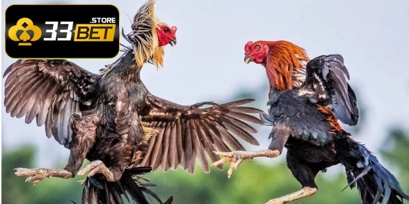 đá gà trực tiếp C1