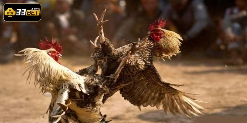 Đá gà cựa sắt là gì?