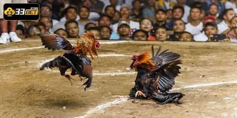 Đá gà trực tiếp hôm nay có điểm gì hấp dẫn?